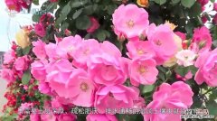 蔷薇花怎么养