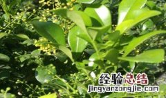 米兰花的修剪方法和注意事项 米兰花怎样修剪才好看