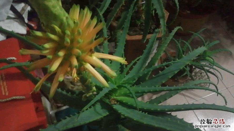 芦荟会开花吗多久开一次，如何促进开花