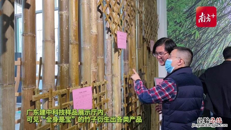 竹子有哪些应用价值