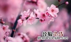 梅花养多长时间会开花 梅花养几年会开花