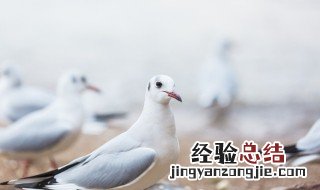 喂鸽子注意什么 喂鸽子有什么技巧