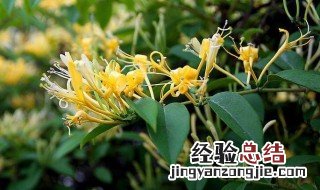 金银花几年养成老桩好 金银花几年养成老桩