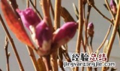 干枝杜鹃寓意着什么 干枝杜鹃寓意