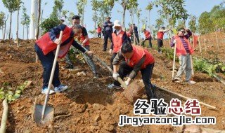 植树节种什么树苗 植树节种什么树比较好