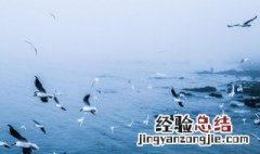 海鸥有什么特点可以象征什么 海鸥的特点和象征意义是什么