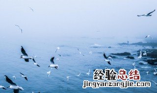 海鸥有什么特点可以象征什么 海鸥的特点和象征意义是什么