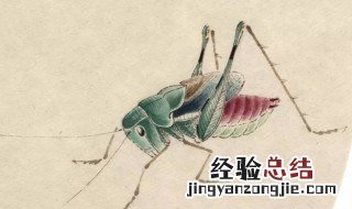 蝈蝈吃什么食物好 蝈蝈吃什么食物好养