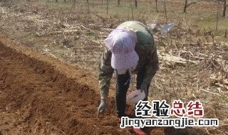 刚种花生就下大雨有影响吗 刚种花生就下大雨有影响吗