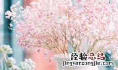 满天星的花语大全带图片和花名 满天星的花语大全