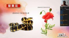 世界上最毒的花是什么花