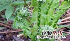 黄瓜香野菜的功效与作用 黄瓜香野菜好处介绍