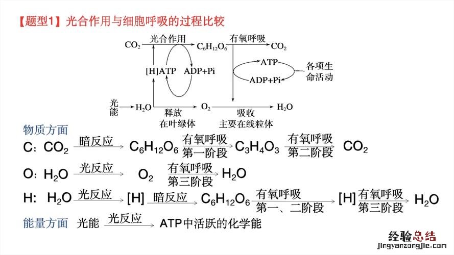 光合作用全部方程式