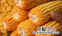 干玉米粒的长期储存方法 怎么储存玉米