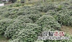 广藿香最佳种植方法视频 广藿香最佳种植方法