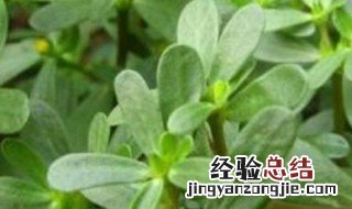 马齿菜怎么保存到冬天 储存马齿菜方法