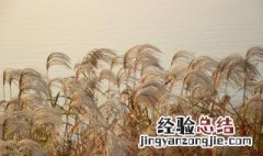 芦苇花怎么存放 存放芦苇花的方法介绍