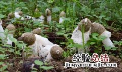 长裙竹荪的种植方法 长裙竹荪的种植方法图