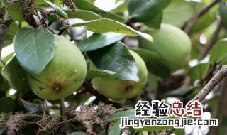 凉粉果的保存方法 自制凉粉果冻能保存多久