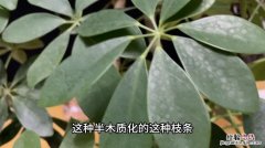 鸭掌木长多高打头好