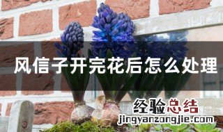 风信子开花后怎样处理视频教程 风信子开花后怎样处理