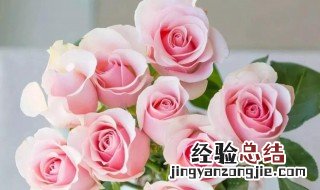 粉色玫瑰叫戴安娜 粉色戴安娜玫瑰的花语