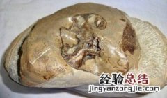 发现海洋生物化石的原因 为什么会发现发现海洋生物化石