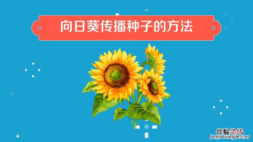 向日葵种子怎么种