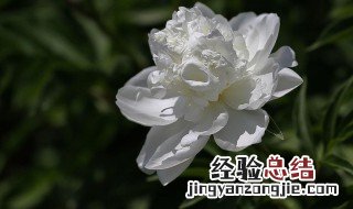 白芍花 花语 白芍花的花语是什么