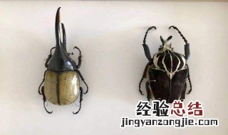 昆虫标本制作方法 昆虫标本制作方法是什么