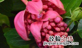 宝莲花花语 宝莲花象征什么