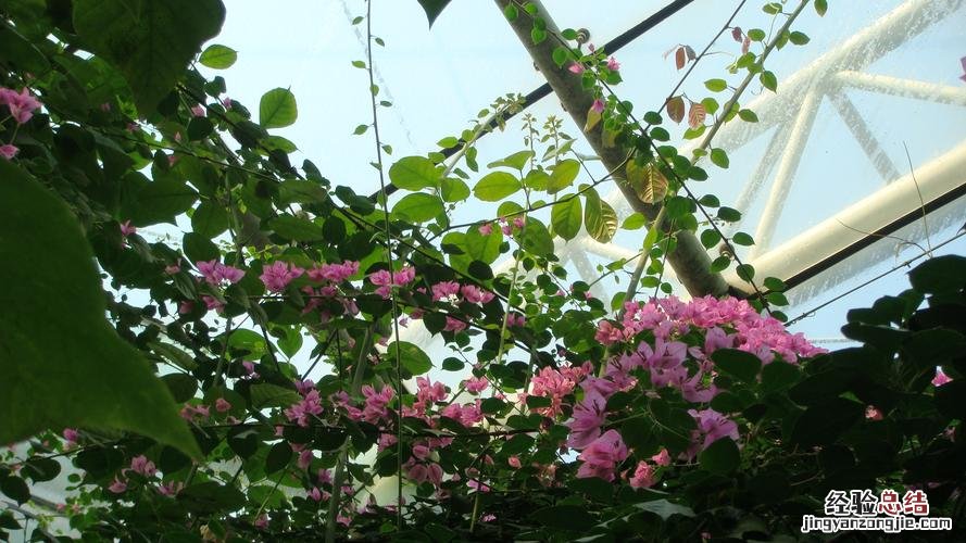 只学1招,茉莉三角梅···365天开花,次次开满枝!