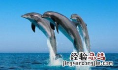 海豚为什么喜欢人类 海豚为什么喜欢人类生殖