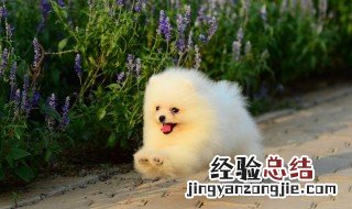 博美犬好养吗?优缺点有哪些 博美犬好养吗