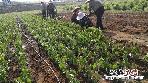 盆栽金银花的种植方法，时间和种植条件