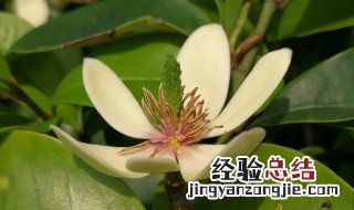 盆栽含笑花养殖技巧 盆栽含笑花养殖技巧简单介绍