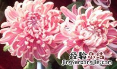 粉菊花图片花语 粉菊花花语是什么