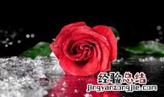 玫瑰花生虫子怎么办 小玫瑰花生虫子怎么办?