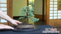 独本菊盆景制作方法