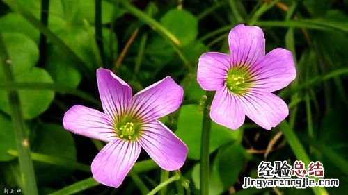 酢浆草怎样养护可以安全越冬