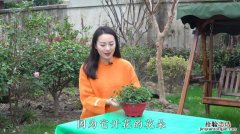 吊竹梅叶子变软怎么办