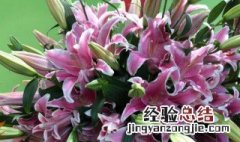 百合花花语和寓意是什么 香水百合花花语和寓意是什么