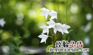 白桔梗花的花语 白桔梗花的花语和传说