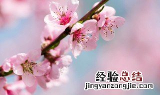 桃花茶祛斑 桃花祛斑粥