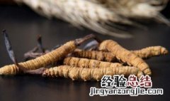 冬虫夏草到底是虫还是草? 冬虫夏草到底是虫还是草