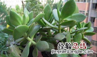 玉树种植方法和技巧 玉树栽培要点