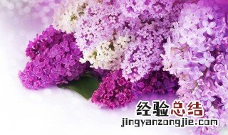 丁香花的花语和寓意和象征 丁香花的花语和寓意