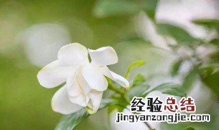 栀子花的寓意是啥 栀子花的寓意和象征风水