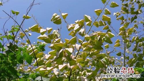 栾树什么时候开花