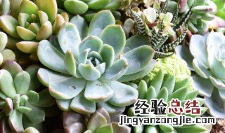 多肉植物怎么换盆换土 多肉植物怎么换盆